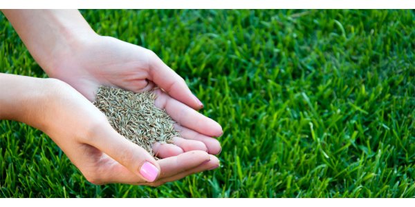 ����� ������� ������